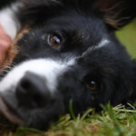 (ötv tennis finale final 4) klc tennis gegen utc fischer ried, staatsmeitsterschaft